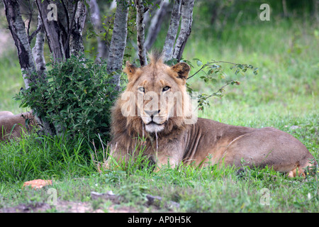 Leone africano, panthera leo, maschio adulto seduto sotto un albero Foto Stock