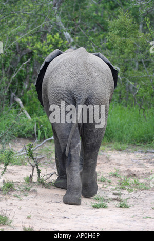 Elefante africano Loxodonta africana, capretti a piedi Foto Stock