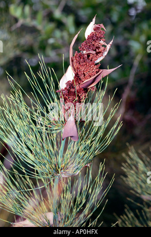 Cape Reed-Elegia capensis-famiglia Restionaceae Foto Stock