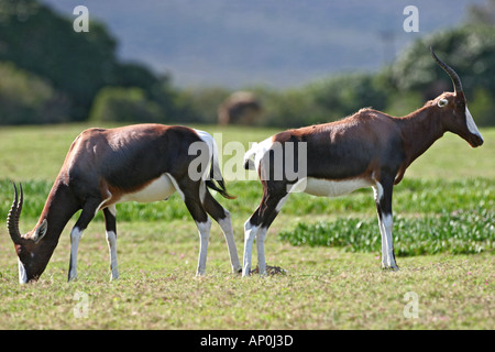 Coppia di Bontebok Foto Stock