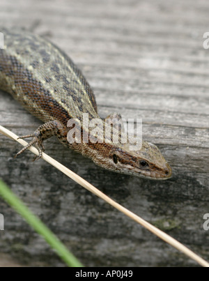 Lucertola comune Lacerta agilis sul Boardwalk Foto Stock