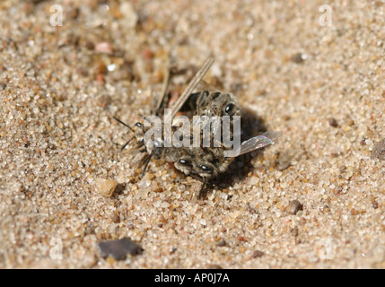 Il minatore bee sfera di accoppiamento in sabbia Foto Stock