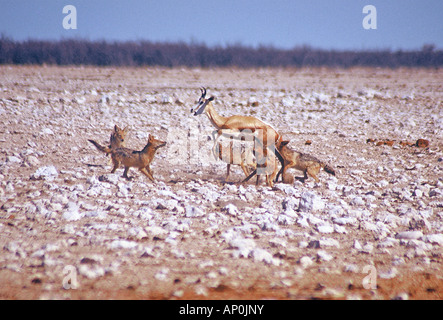 Gruppi di black-backed sciacalli che attacca un springbok Foto Stock