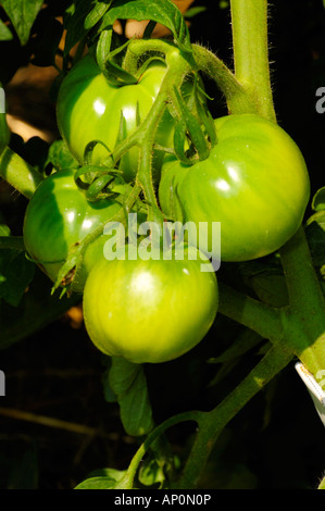 Pomodori verdi che crescono in un giardino di casa Foto Stock