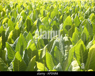 Campo di tabacco in Lancaster County PA Foto Stock