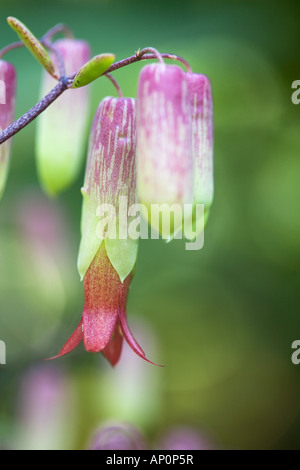 Kalanchoe pinnata. Le campane della cattedrale si. Impianto di aria. Miracolo fiore foglia Foto Stock