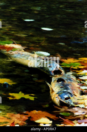 Salmone Chum morti dopo la deposizione delle uova eseguire Foto Stock