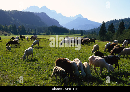 Allevamento di pecore sui pascoli di montagna, Elmau, Alta Baviera, Germania Foto Stock