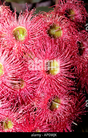 Western Australian Red fioritura Gum - Eucaliptus ficifolia-famiglia Fabaceae Foto Stock