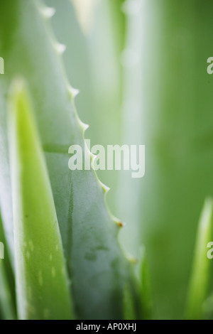 Aloe, Aloe, Close-up di un'aloe, fitosanitario Wellness Natura Foto Stock