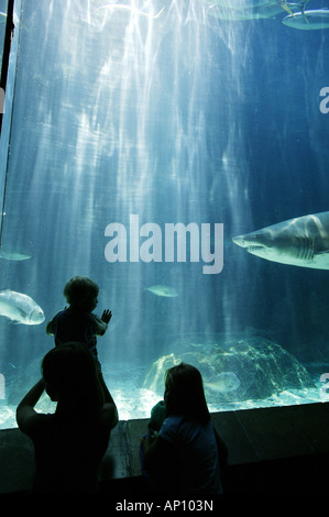 I turisti a guardare gli squali in un acquario Two Oceans Aquarium e Cape Town, Western Cape, Sud Africa Foto Stock