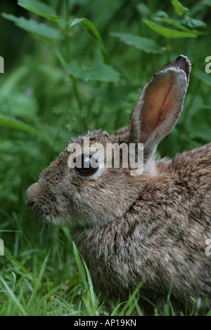 Coniglio Oryctolagus cunniculus Foto Stock