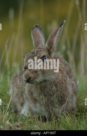 Coniglio Oryctolagus cunniculus Foto Stock