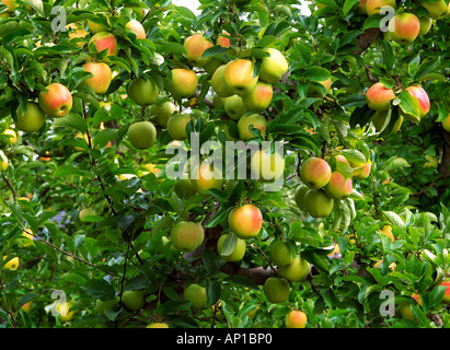 Agricoltura / Golden Delicious con arrossire sull'albero, maturo e pronto per il raccolto / WASHINGTON, STATI UNITI D'AMERICA. Foto Stock