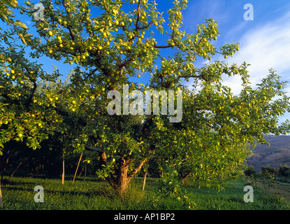 Agricoltura - mela Golden Delicious albero con il frutto maturo e pronto per il raccolto / Monitor, Washington, Stati Uniti d'America. Foto Stock