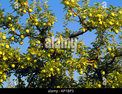 Agricoltura - Golden Delicious sull'albero, maturo e pronto per il raccolto / Monitor, Washington, Stati Uniti d'America. Foto Stock