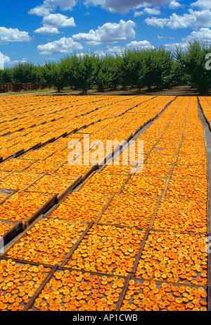 Agricoltura - Albicocche di essiccazione al sole con il frutteto in background / California, Stati Uniti d'America. Foto Stock