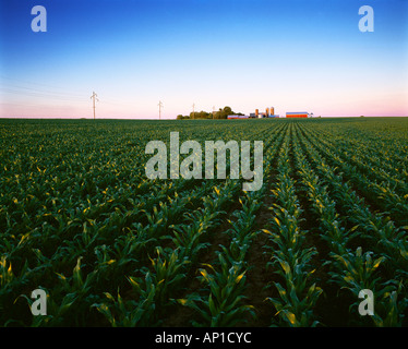 Agricoltura - metà della crescita, pre infiorescenza staminifera stadio grano campo di mais con una cascina in background, a sunrise / Wisconsin, USA. Foto Stock