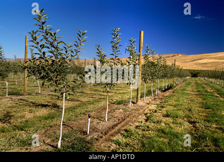 Appena piantati ad alta densità di mele Gala frutteto con un normale filo palo sistema trellis e il gelo di controllo di macchina di vento / STATI UNITI D'AMERICA. Foto Stock