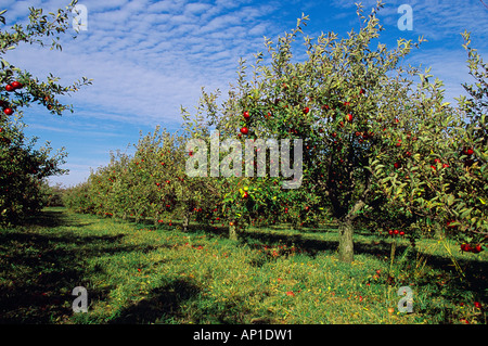 Agricoltura - Red Delicious apple orchard a inizio autunno; gli alberi caricati con frutta pronto per il raccolto / Northern Illinois, Stati Uniti d'America. Foto Stock