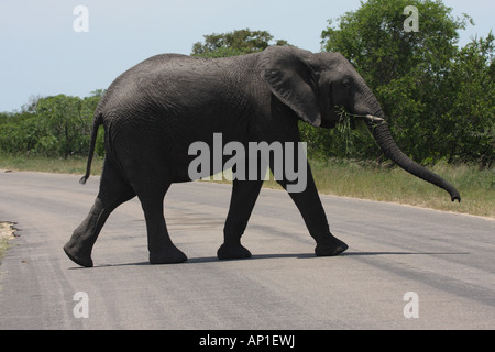 Elefante africano Loxodonta africana, singolo adulto strada di attraversamento Foto Stock