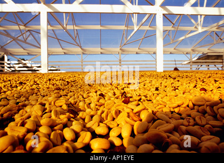 Agricoltura - Essiccazione Kona Coffee beans sotto una tettoia chiaro / Hawaii, Stati Uniti d'America. Foto Stock