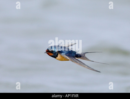 Swallow Hirundo rustica MOLLA DEL REGNO UNITO Foto Stock