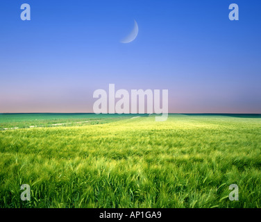 FR - Champagne: Luna oltre il campo di grano Foto Stock