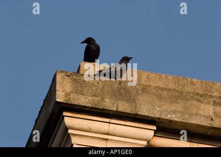 Coppia di carrion crows appollaiato sulla cima dell'ascensore torre, Exeter St. David's stazione ferroviaria Foto Stock