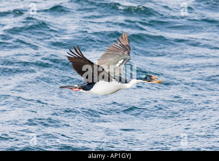 Imperial Shag Phalacrocorax atriceps adulto di portare il materiale di nido nel Canale di Beagle off Ushuaia Argentina Novembre Foto Stock