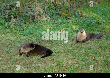 Asiatici orientali o breve artigliato Otter Aonyx cinerea Foto Stock