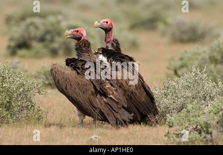 Coppia di allevamento di falda di fronte gli avvoltoi Torgos tracheliotus Etosha Namibia Foto Stock