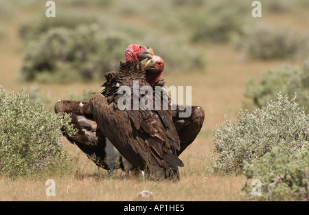 Coppia di falda di fronte gli avvoltoi Torgos tracheliotus mostra corteggiamento preening Etosha Namibia Foto Stock