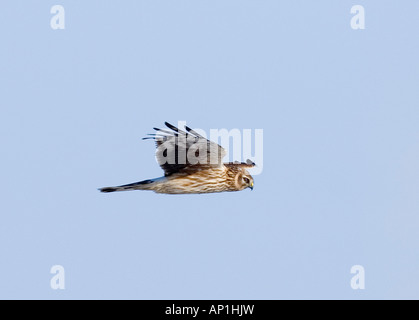 Albanella reale Circus cyaneus caccia femmina in inverno REGNO UNITO Foto Stock