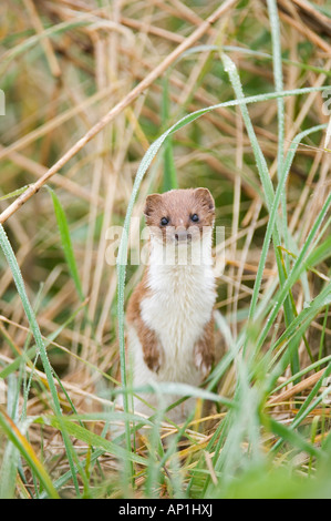 La donnola Mustela nivalis East Bank Cley Norfolk Aprile Foto Stock