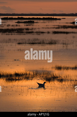 Testa nera Gull Larus ridibundus adulto stagliano al tramonto su allagato saltmarsh Titchwell Norfolk Aprile Foto Stock