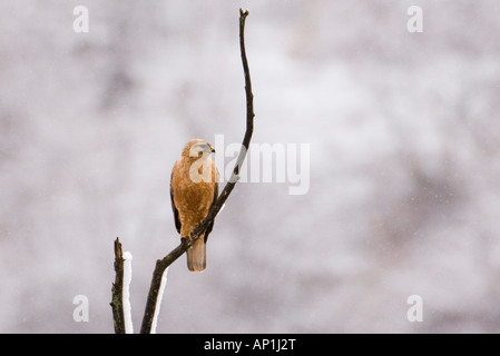 Steppa Poiana Buteo vulpinus Georgia Aprile Foto Stock