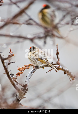Rosso fiammante Verzellino Serinus pusillus Kazbegi Grande Caucaso Georgia Aprile Foto Stock