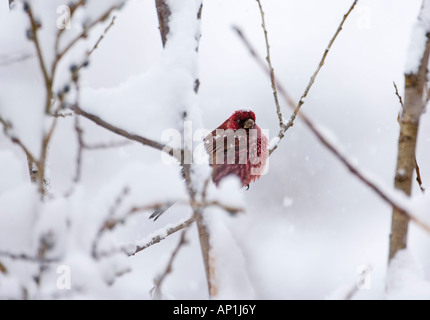 Grande Rosefinch Carpodacus rubicilla Kazbegi maschio Grande Caucaso Georgia Aprile Foto Stock