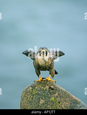 Falco pellegrino Falco peregrinus vocazione femminile al bird arroccato su fotografi nascondi Irlanda Giugno Foto Stock