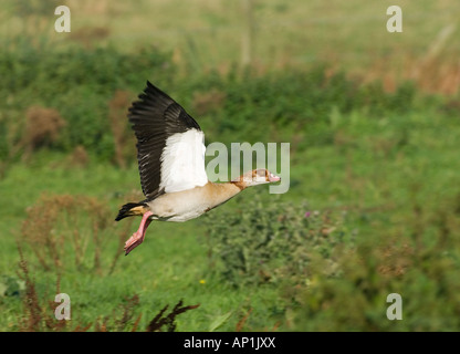 Oca egiziana Alopochen aegyptiacus decollare Norfolk estate Foto Stock