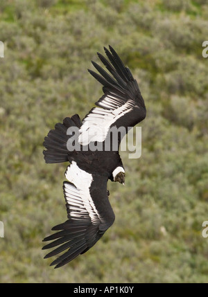 Condor andino Vultur gryphus nasello di Patagonia Cilena Novembre Foto Stock