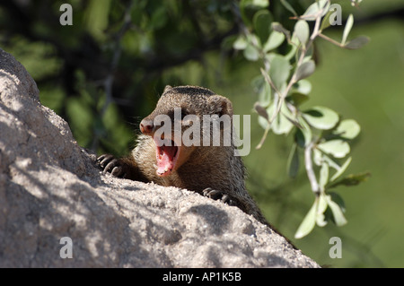 La Mangusta nastrati Mungos mungo chiamando Etosha Namibia Foto Stock