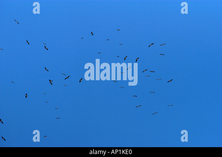 Gregge di Adbims Stork Ciconia abdimi o bianco gonfiato Stork volteggiare su sistemi di raffreddamento Etosha Namibia Foto Stock