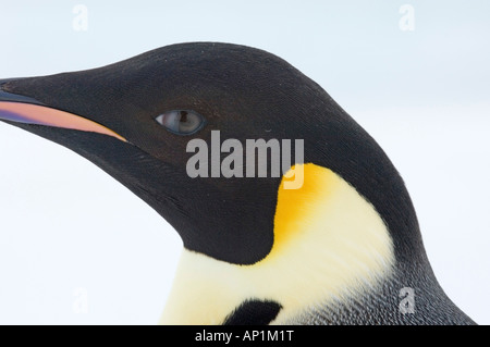 Pinguino imperatore Aptenodytes forsteri close up di adulti che mostra il collo giù dettaglio Snow Hill Island Antartide di novembre Foto Stock