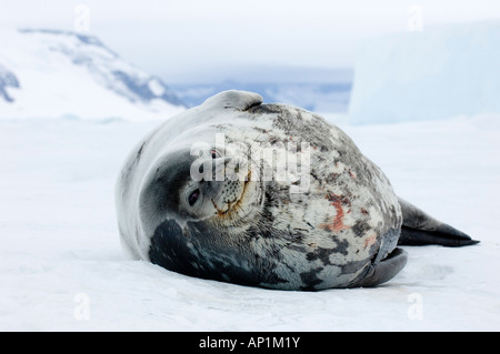 Guarnizione di Weddell Leptonychotes weddellii inserimenti nelle narici anche se il foro nel mare di ghiaccio del mare di Weddell vicino a Snow Hill Island Antartide Foto Stock