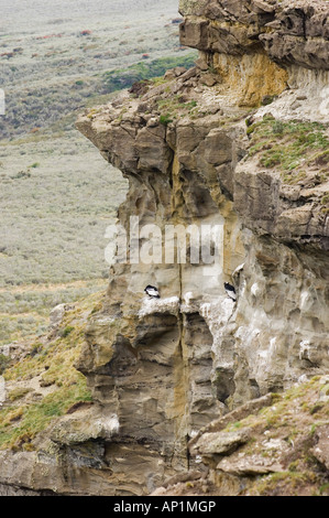 Condor andino Vultur gryphus sulla mensola sono ' appollaiati S Cile Novembre Foto Stock