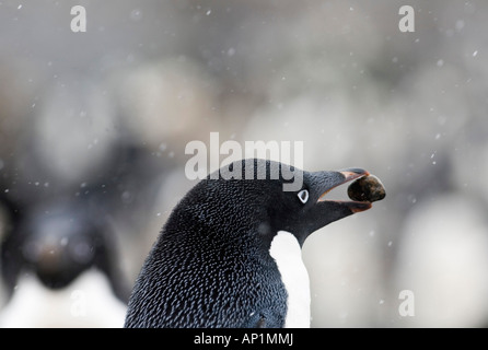 Adelie Penguin Pygoscelis adeliae icarrying pietra al nido Brown Bluff Penisola Antartica Foto Stock
