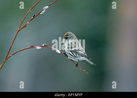 Redpoll comune Carduelis flammea Finlandia Foto Stock