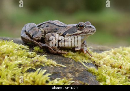 Rana comune Rana temporaria in appoggio sul muschio coperto rock REGNO UNITO Foto Stock